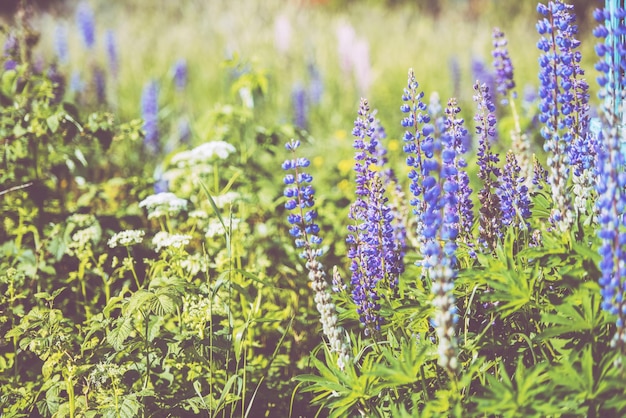 Blooming lupines in a field tinted glass