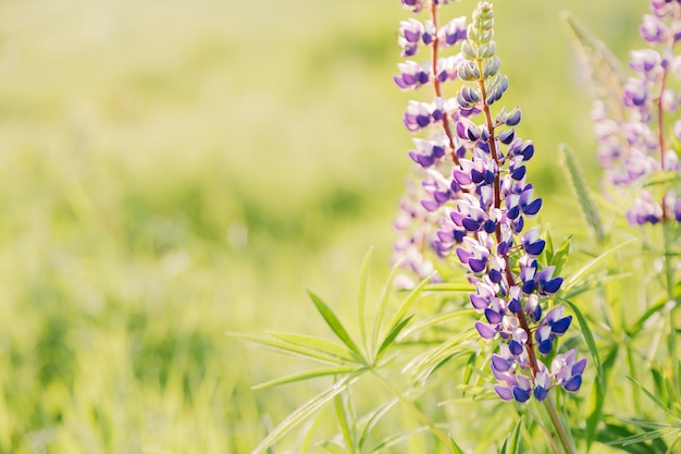 Blooming lupins flowers with copy space