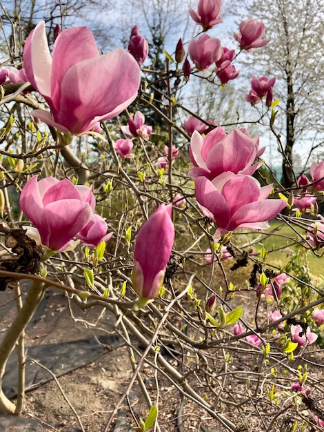 Blooming magnolia against the backdrop of branches and the blue sky