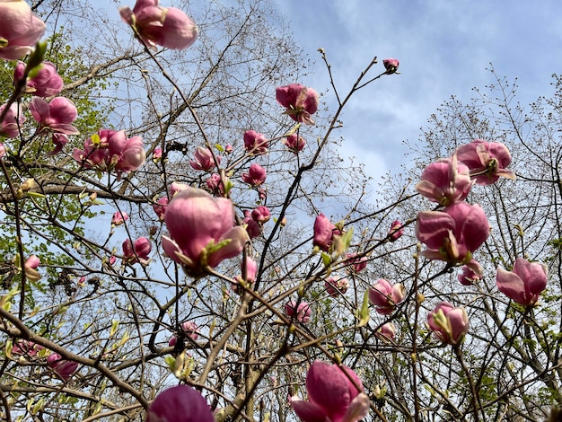 Blooming magnolia against the backdrop of branches and the blue sky