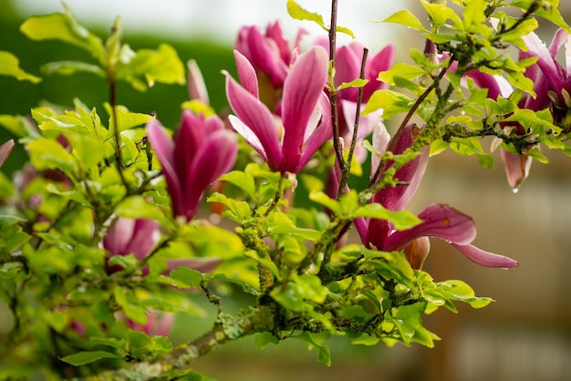 Blooming magnolia blossom in spring