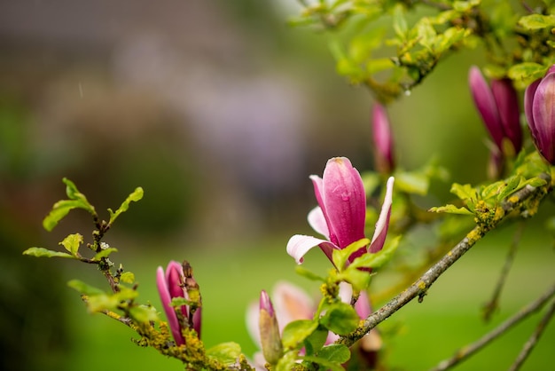 Blooming magnolia blossom in spring