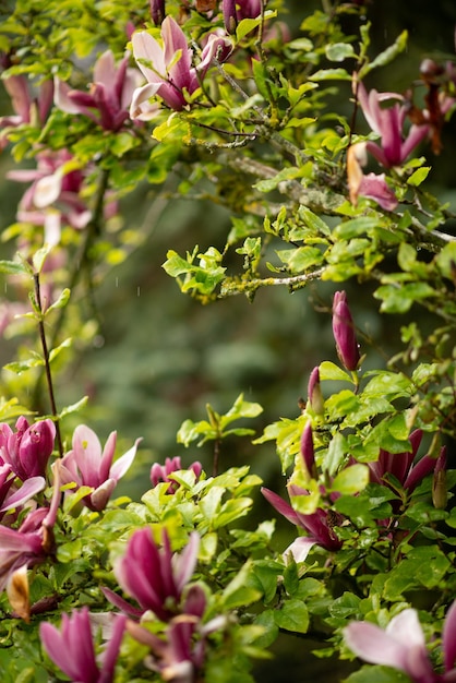 Blooming magnolia blossom in spring