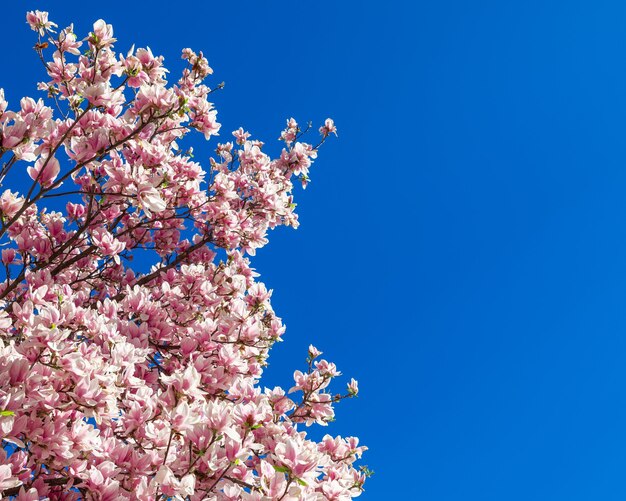 Blooming magnolia branches against the background of the purest blue sky