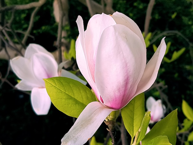 Blooming magnolia bud with large pink flowers and green leaves in a garden