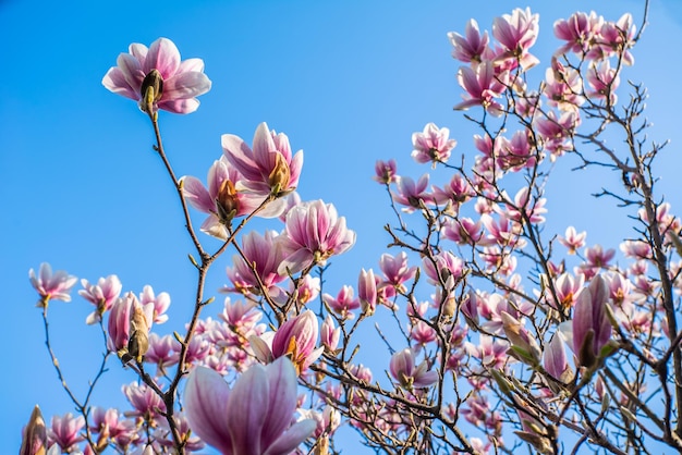 澄んだ空の背景のクローズアップに咲くモクレンの芽春のコンセプトの始まり