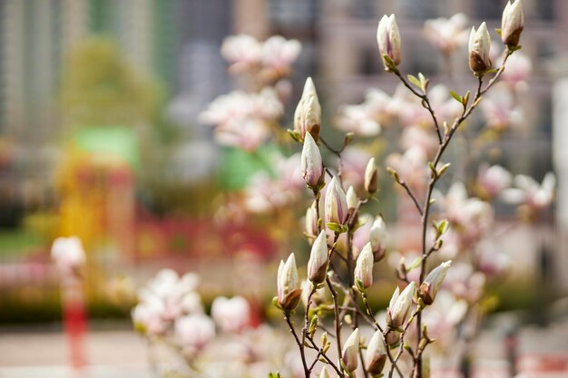 写真 咲くマグノリア ブッシュ クローズ アップ マグノリア 咲くマグノリアの花 明るいピンクのマグノリアの花