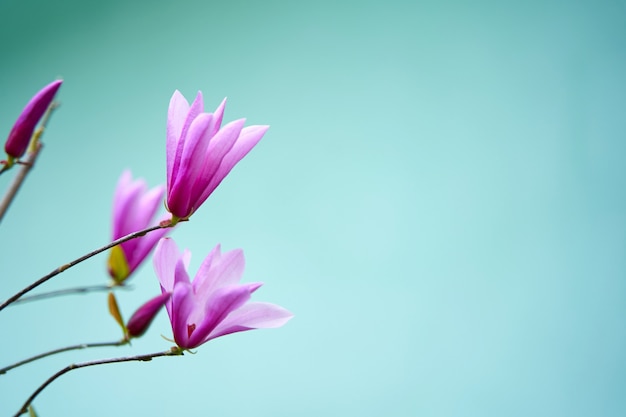 Blooming magnolia flowers in the city park