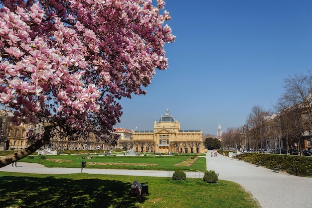 Blooming Magnolia in front of King Tomislav Square