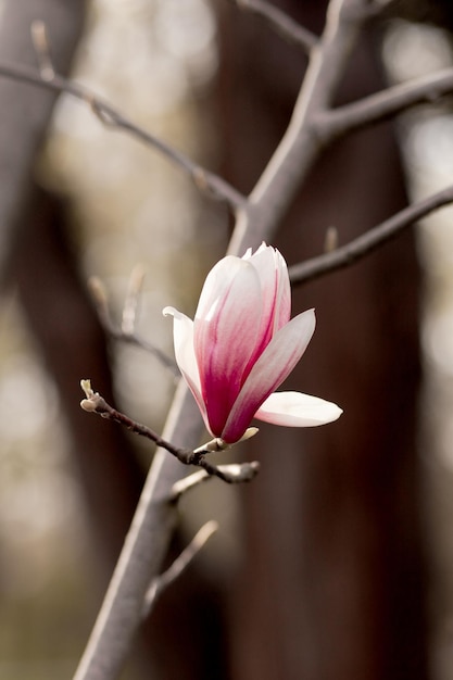 パステルボケの背景に春に咲くモクレンの木春の垂直