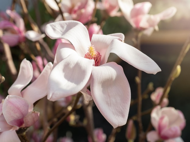 Blooming magnolia tree in spring