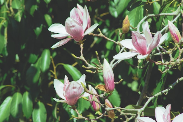 Photo blooming magnolia tree with pink flowers close up. sochi,russia.