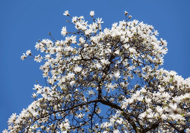咲くモクレンの木