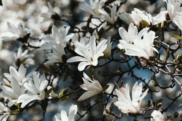 Blooming magnolia tree