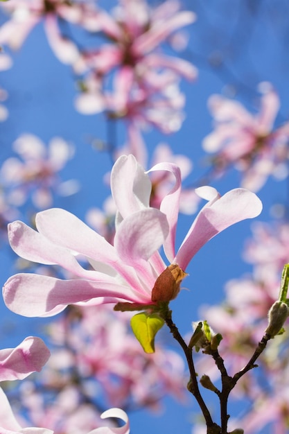 Blooming magnolia