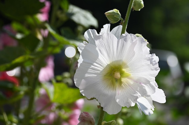 Blooming mallow