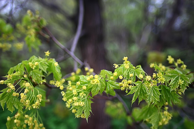 Photo blooming maple branches, spring detail flowers on a tree branch