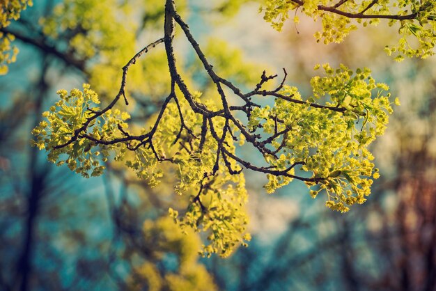 Blooming of maple tree