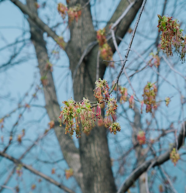 Blooming maple tree