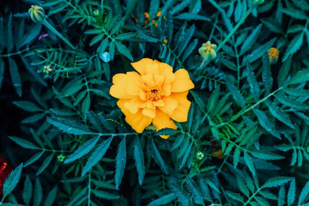 Photo blooming marigolds in the garden. close-up of flowers. beautiful marigolds in green