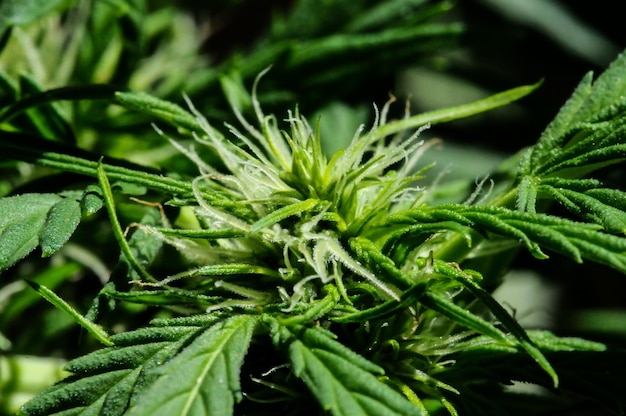 Blooming Marijuana plant with early white Flowers