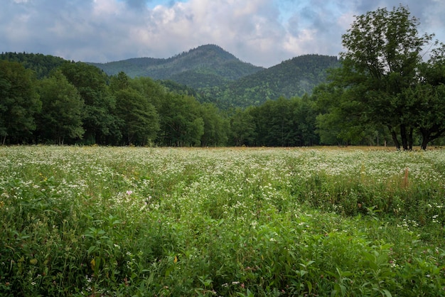 Blooming meadow on the background of the Caucasus Mountains Guzeripl Republic of Adygea Russia