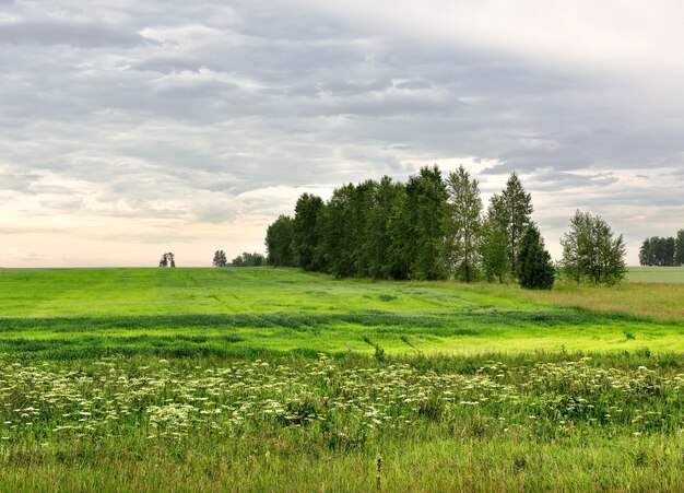 Blooming meadow under a cloudy sky