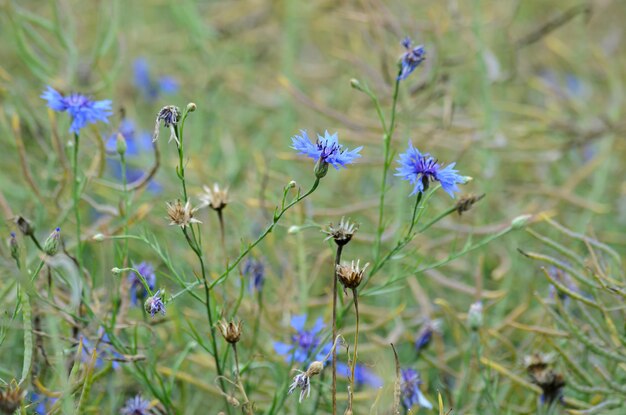 農家の畑に咲く草原のヤグルマギク