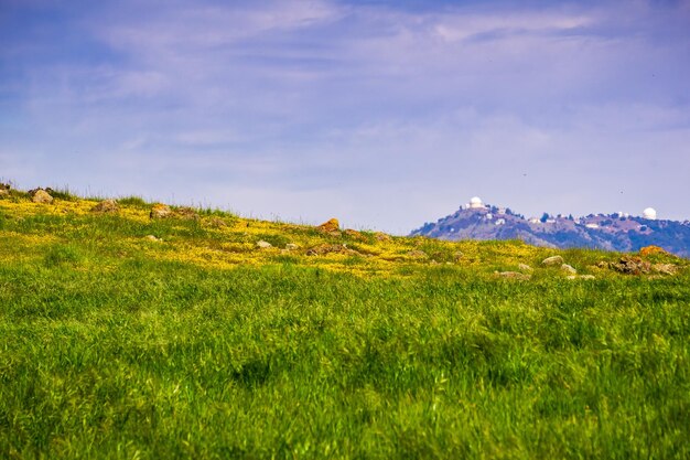 Blooming meadow in south San Francisco bay Mount Hamilton in the background San Jose California