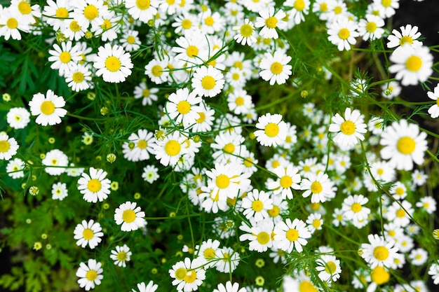 Blooming medicinal chamomile outdoors selective focus Medical herb for treatment and care