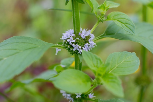 Blooming melissa is a relaxing medicinal herb Closeup of a mint bush