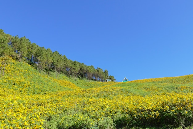 Blooming Mexican sunflower on the hill