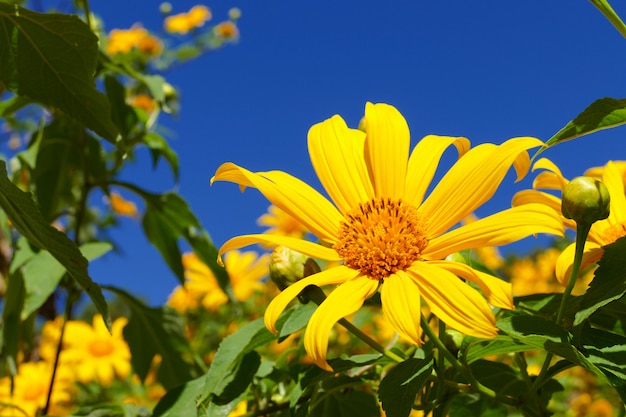 Blooming Mexican sunflower