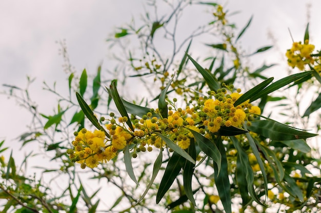 Photo blooming mimosa against the blue sky