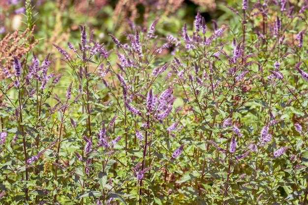 Blooming mint plant growing in the garden