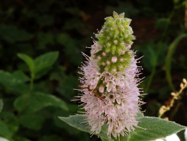 blooming mint