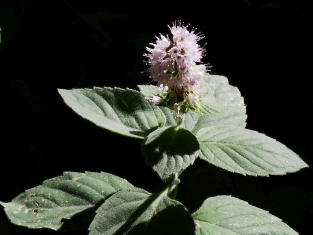 blooming mint