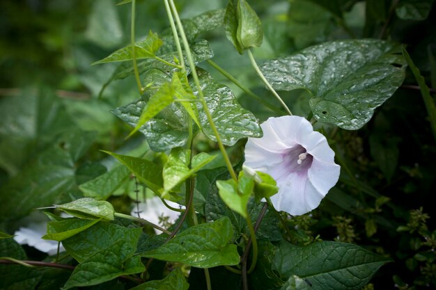 Photo blooming morning glory