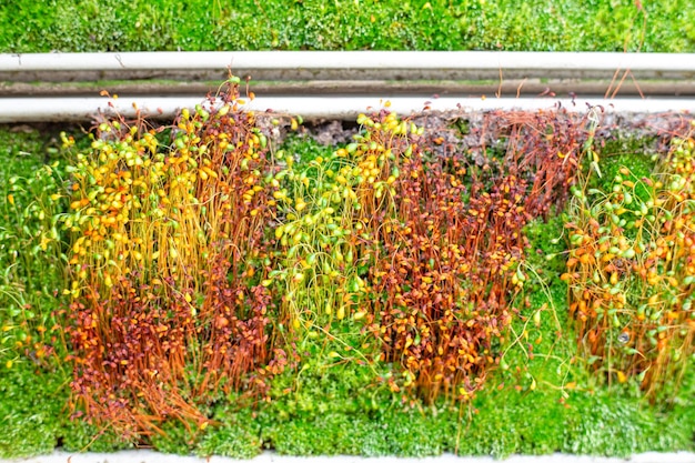 植物の選択的な焦点の垂直面の自然な背景に咲く苔