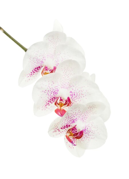 Blooming motley orchid isolated over white background.