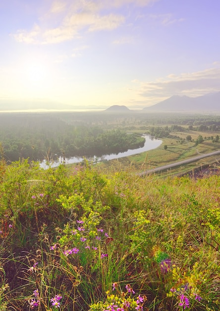 Цветущий горный склон в Уймонской долине. Яркие полевые цветы в утреннем свете под голубым небом в горах Алтая. Сибирь, Россия