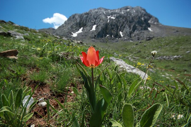 Foto fioritura in montagna tulipano