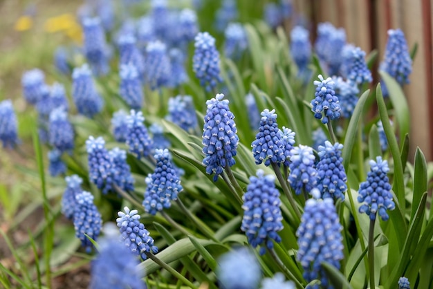 Blooming mouse hyacinth in spring in the garden Beautiful small blue flowers bloomed in the garden in spring
