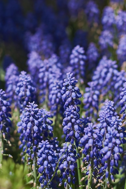 写真 春の季節に咲くムスカリの花、ブドウ ヒヤシンスの花畑