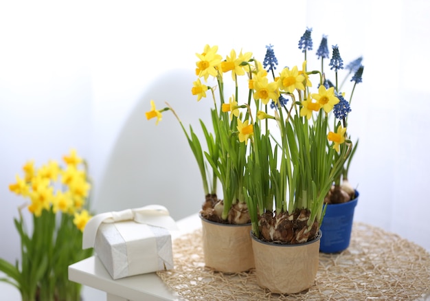 屋内の植木鉢に咲く水仙の花