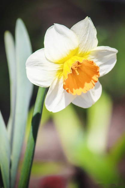 Photo blooming narcissus selective focus. flora and fauna.
