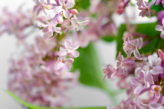 Blooming natural close-up backdrop from fresh lilac flowers with green leaves on a blurred background.