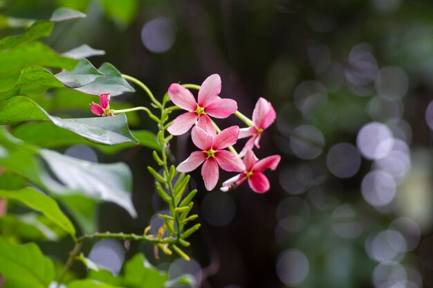 写真 コンブレタム・インディカム (rangoon creeper) の花が盛り上がり,ボケの背景が描かれています.