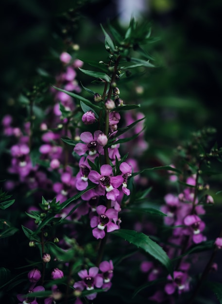 写真 小さな紫色の花の咲く