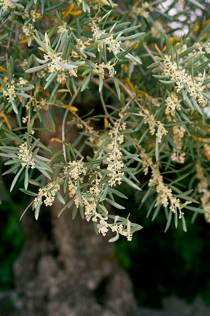 Blooming olive tree in spring closeup